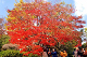 image0005