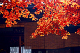 image0009