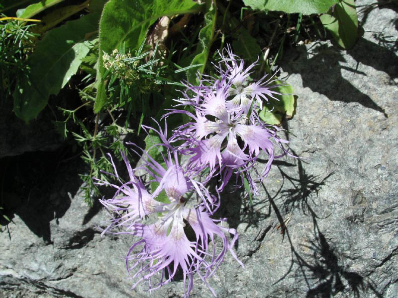 image0009