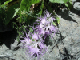 image0009