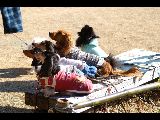 吾妻山の犬