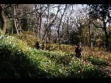 吾妻山