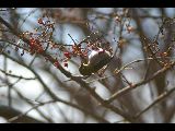 吾妻山の野鳥