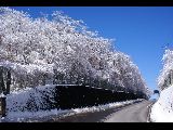 篭坂峠の霧氷
