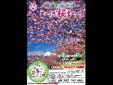 松田山の河津桜