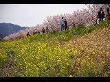 春木桜