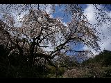 長興山のしだれ桜
