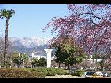 丹沢山麓の春